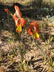 Gladiolus alatus