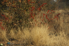 Combretum platypetalum