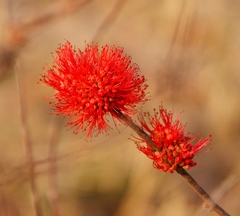Combretum platypetalum