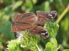 Junonia natalica