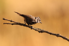 Lophophanes cristatus