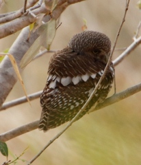 Glaucidium capense ngamiense