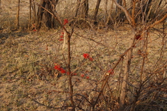 Combretum platypetalum
