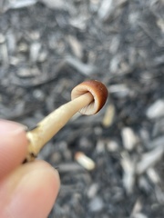 Parasola conopilea