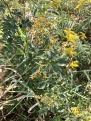 Thalictrum dasycarpum