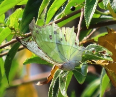 Protogoniomorpha parhassus