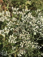 Eupatorium serotinum
