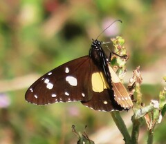 Amauris albimaculata
