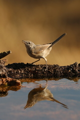 Curruca iberiae