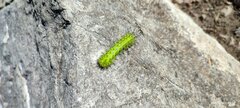 Saturniidae