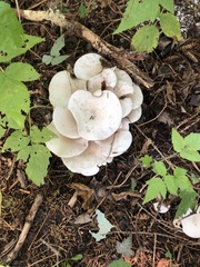 Pleurocybella porrigens