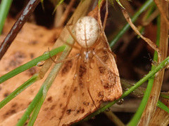 Enoplognatha ovata