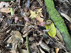Aristolochia