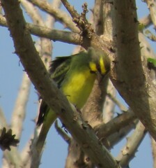 Crithagra mozambica
