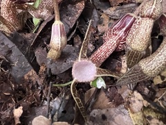 Aristolochia