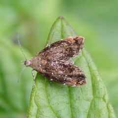 Prochoreutis