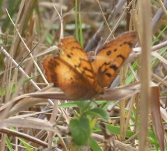 Catacroptera cloanthe