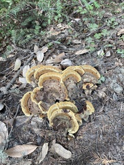Phaeolus