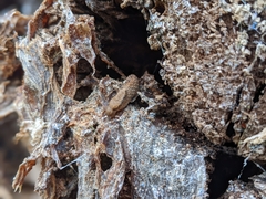Prophysaon andersonii