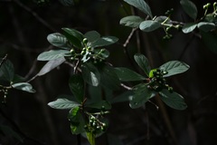 Psychotria erythrocarpa