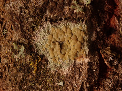 Lecanora symmicta