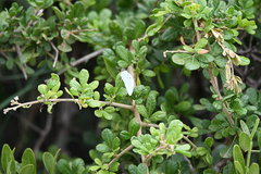 Belenois gidica abyssinica