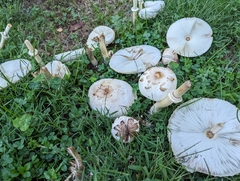 Chlorophyllum molybdites