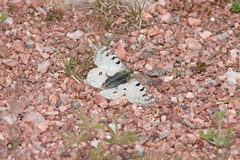 Parnassius smintheus