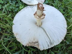 Chlorophyllum molybdites