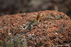 Crotaphytus collaris