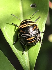 Orsilochides guttata