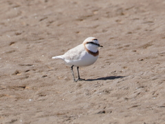 Charadrius pallidus