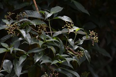 Palicourea pubescens