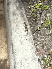 Hemidactylus coalescens