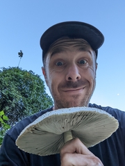 Chlorophyllum molybdites