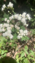 Ageratina altissima