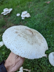 Chlorophyllum molybdites