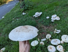 Chlorophyllum molybdites
