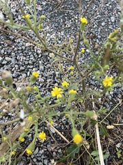 Senecio viscosus