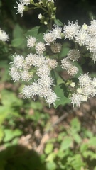 Ageratina altissima