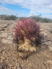 Ferocactus cylindraceus