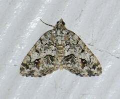 Macaria graphidaria