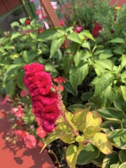 Agapostemon sericeus