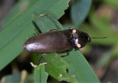 Deilelater physoderus