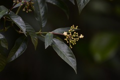 Palicourea pubescens