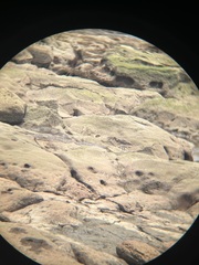 Numenius phaeopus phaeopus