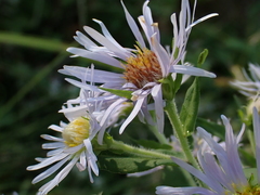 Symphyotrichum firmum