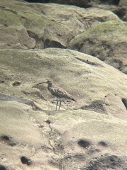 Numenius phaeopus phaeopus