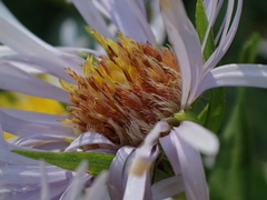 Symphyotrichum firmum
