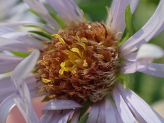 Symphyotrichum firmum